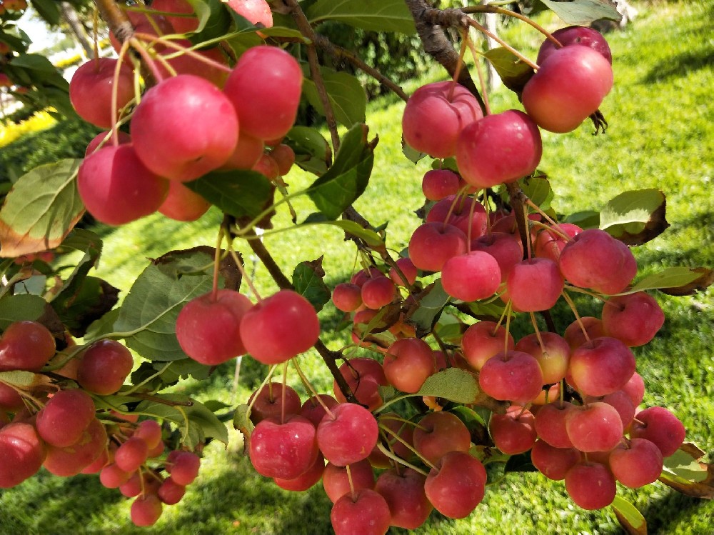 海棠果冷庫建造，海棠果長期存儲方法介紹